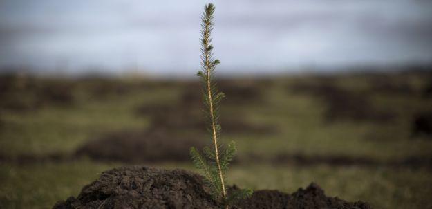 Tree planting is not always a factor in reducing CO2 in the atmosphere. This is what the British media The Guardian and the French weekly Courrier International recently reported in their articles. At a time of climate change, it is important for everyone not to fall into the trap of greenwashing by actually acting for nature. And it starts by understanding it.