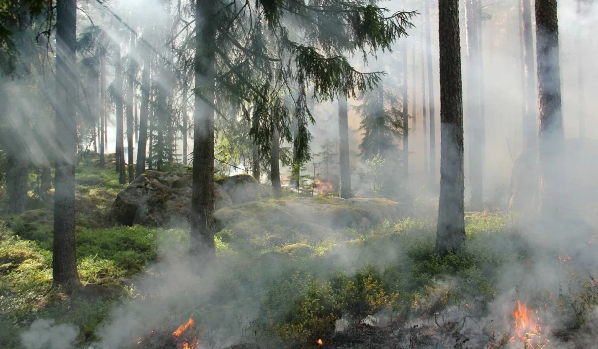 Feu de forêt et émission de carbone