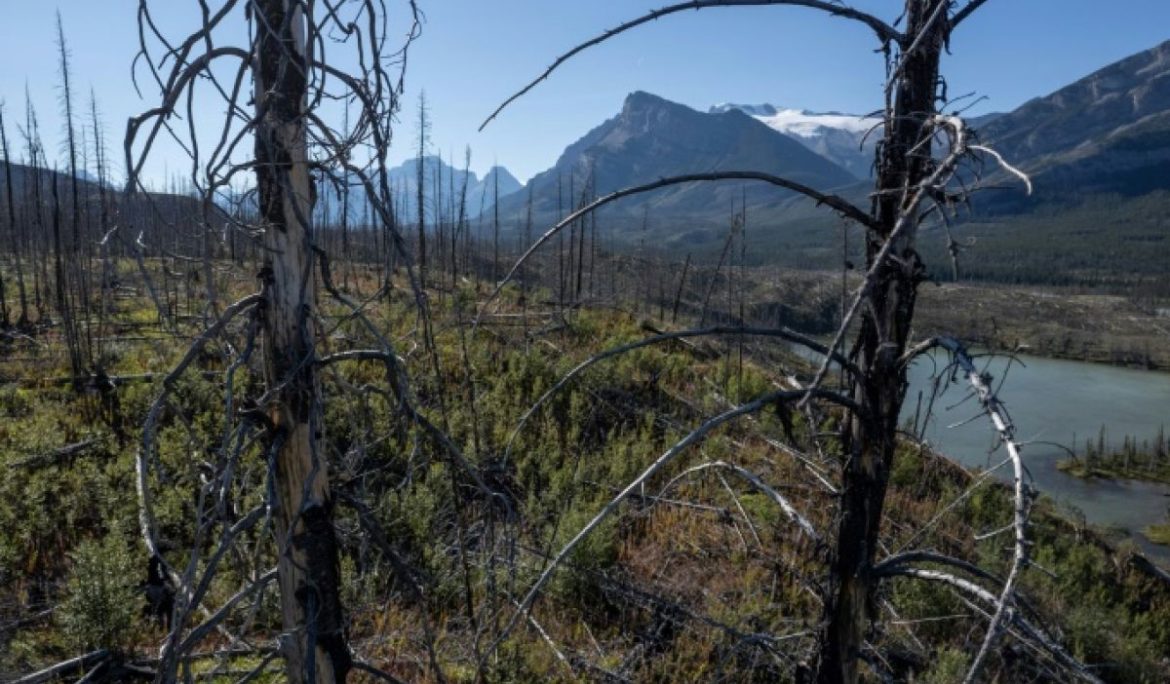 La forêt boréale brûle de plus en plus, et c’est un problème pour le climat