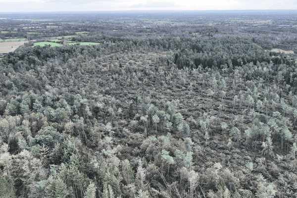 Tempête Ciaran : une forêt de 50 hectares dévastée, « c’est un drame colossal »