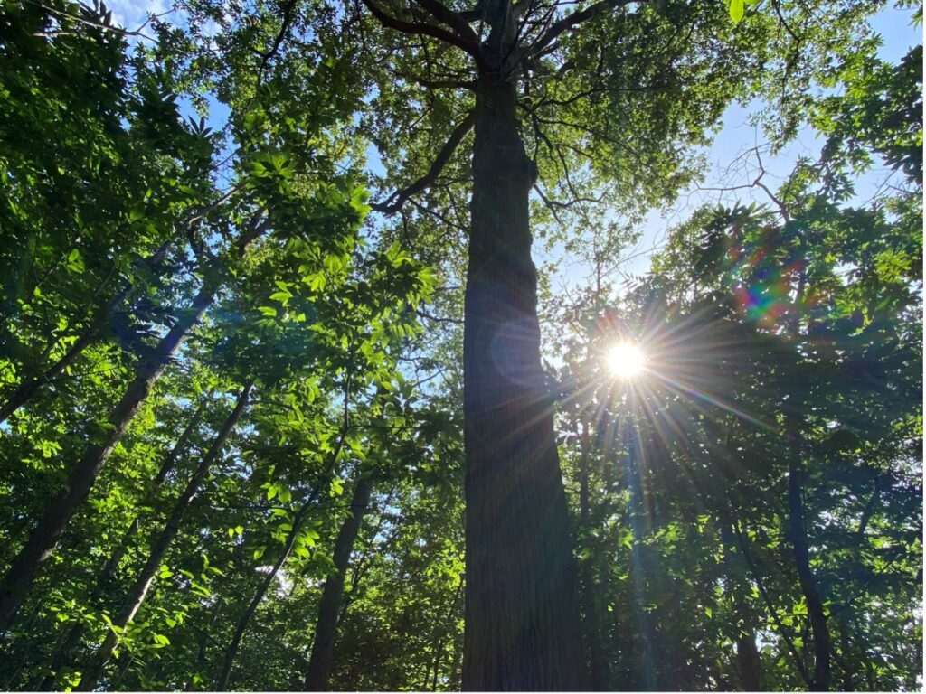 Contribution Carbone Volontaire Forêt de l’Aubonnière (37, 49 et 72) Projet labellisé depuis 2020