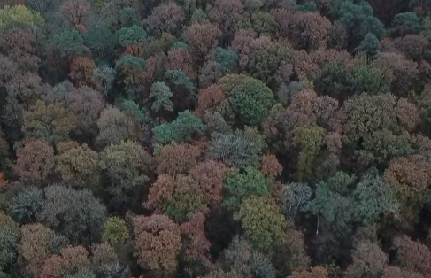 Contribution Carbone Volontaire Forêt de Montdragon (72) Projet labellisé depuis 2018