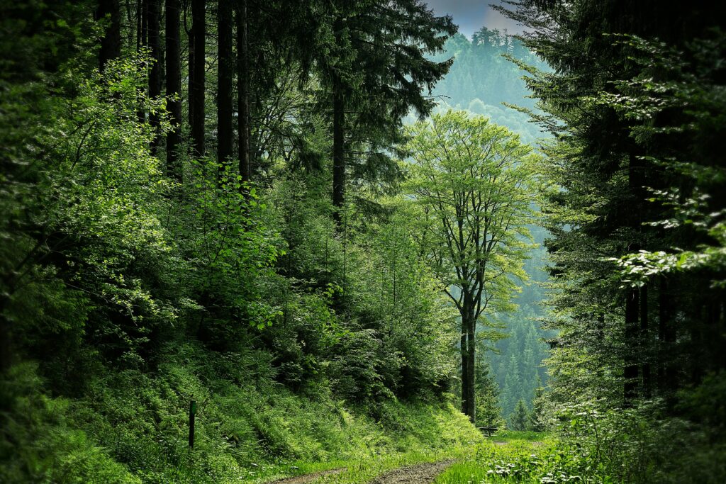 De l'orée des forêts aux sous-bois